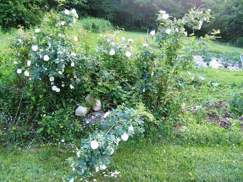 213 Bump Hill Road Union, ME 04862 - Photo 15 of 15 Yard/Garden. heirloom roses and...