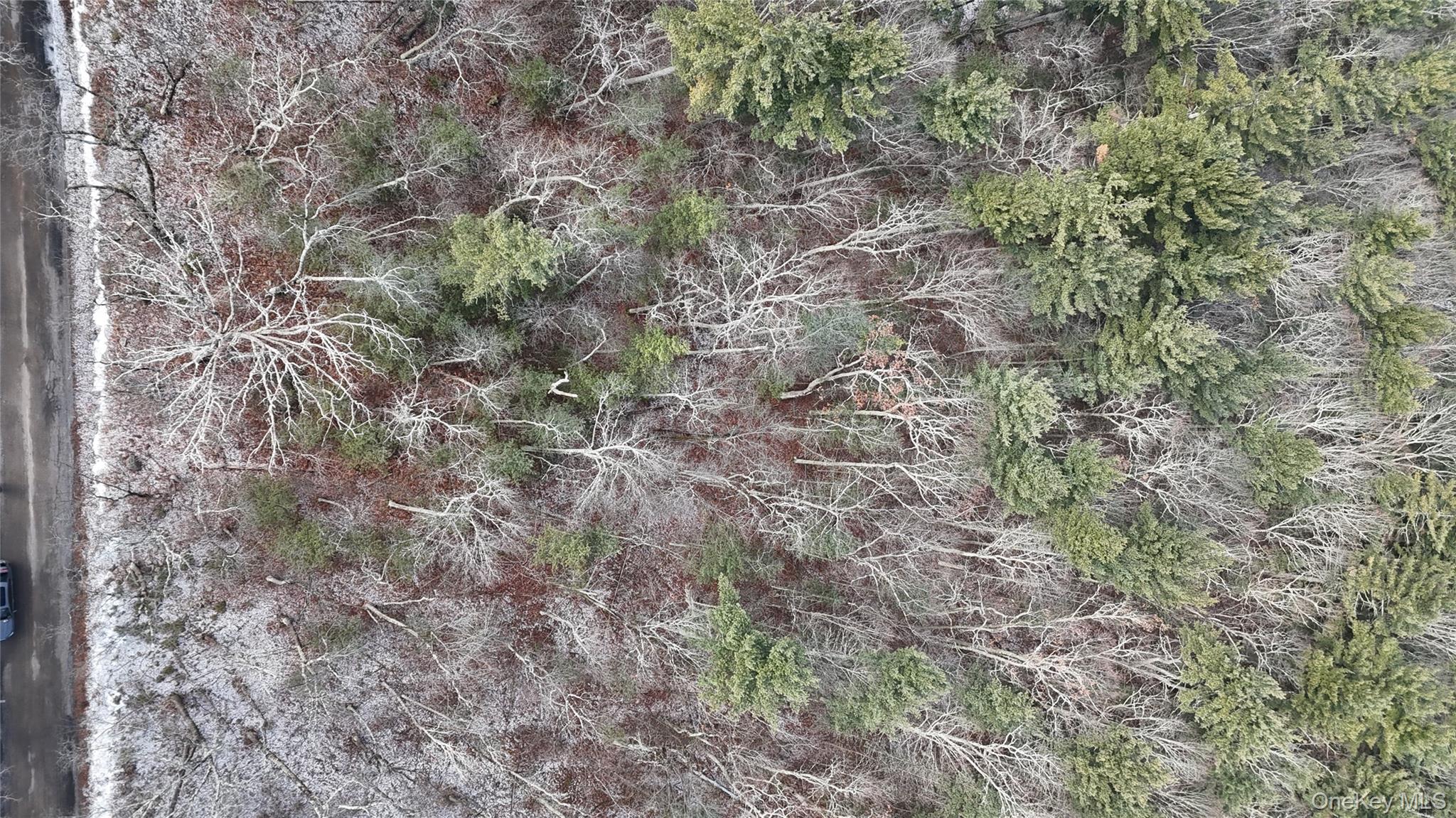 95 Skinner Road Wurtsboro, NY 12790 - Photo 19 of 49 a close up of a plant in a field