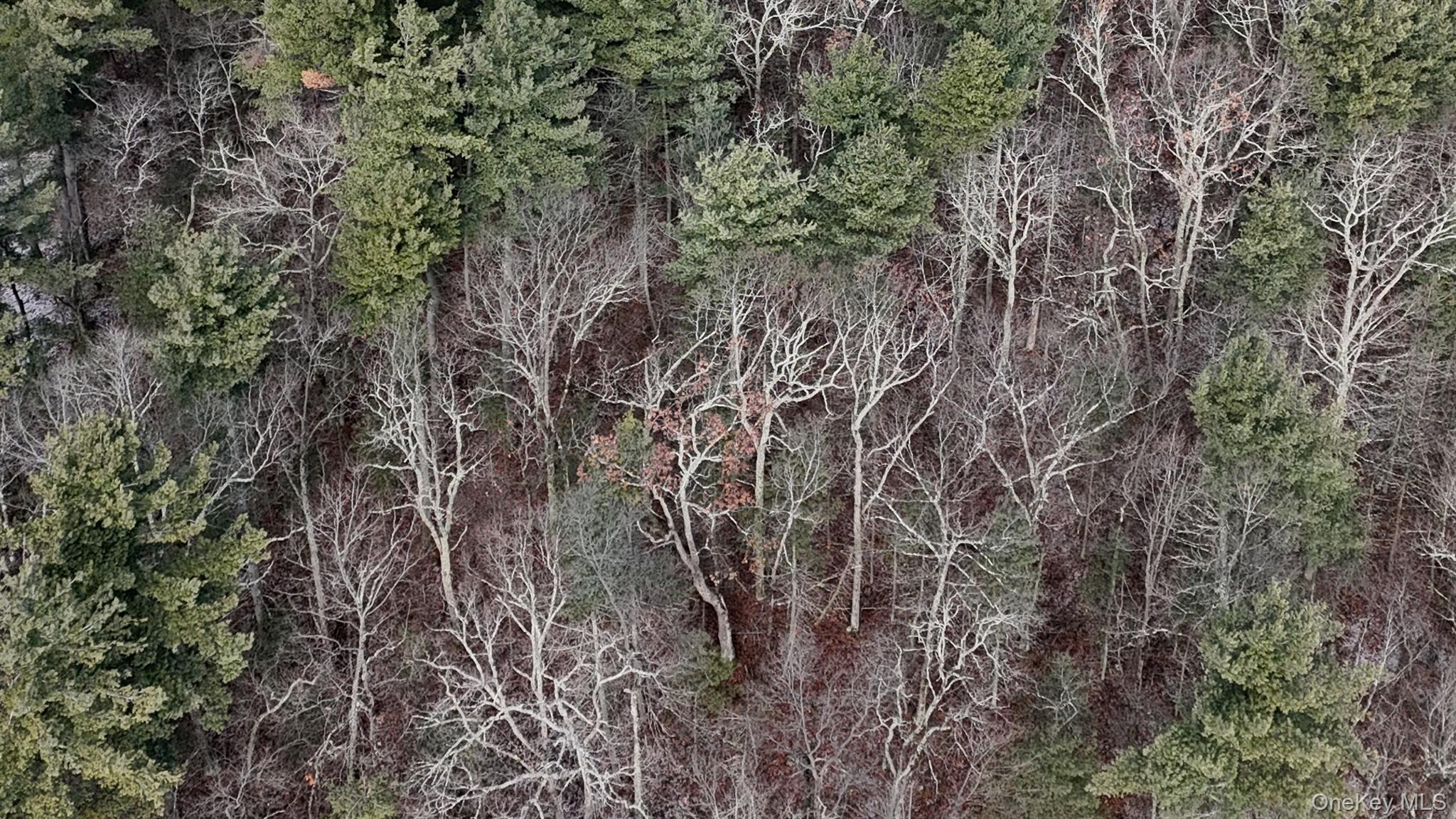 95 Skinner Road Wurtsboro, NY 12790 - Photo 26 of 49 a view of a forest with a tree