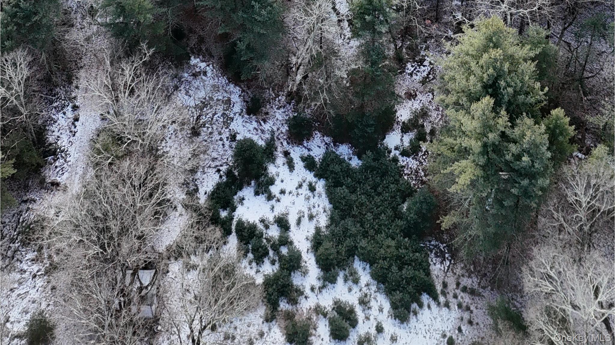95 Skinner Road Wurtsboro, NY 12790 - Photo 3 of 49 a view of a forest with a tree