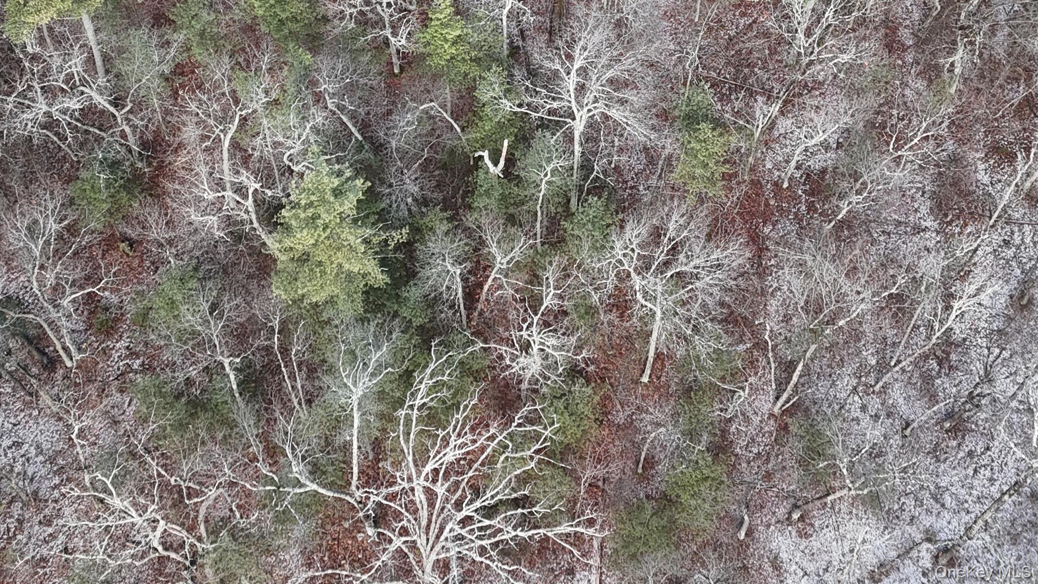 95 Skinner Road Wurtsboro, NY 12790 - Photo 5 of 49 a view of a forest with a tree
