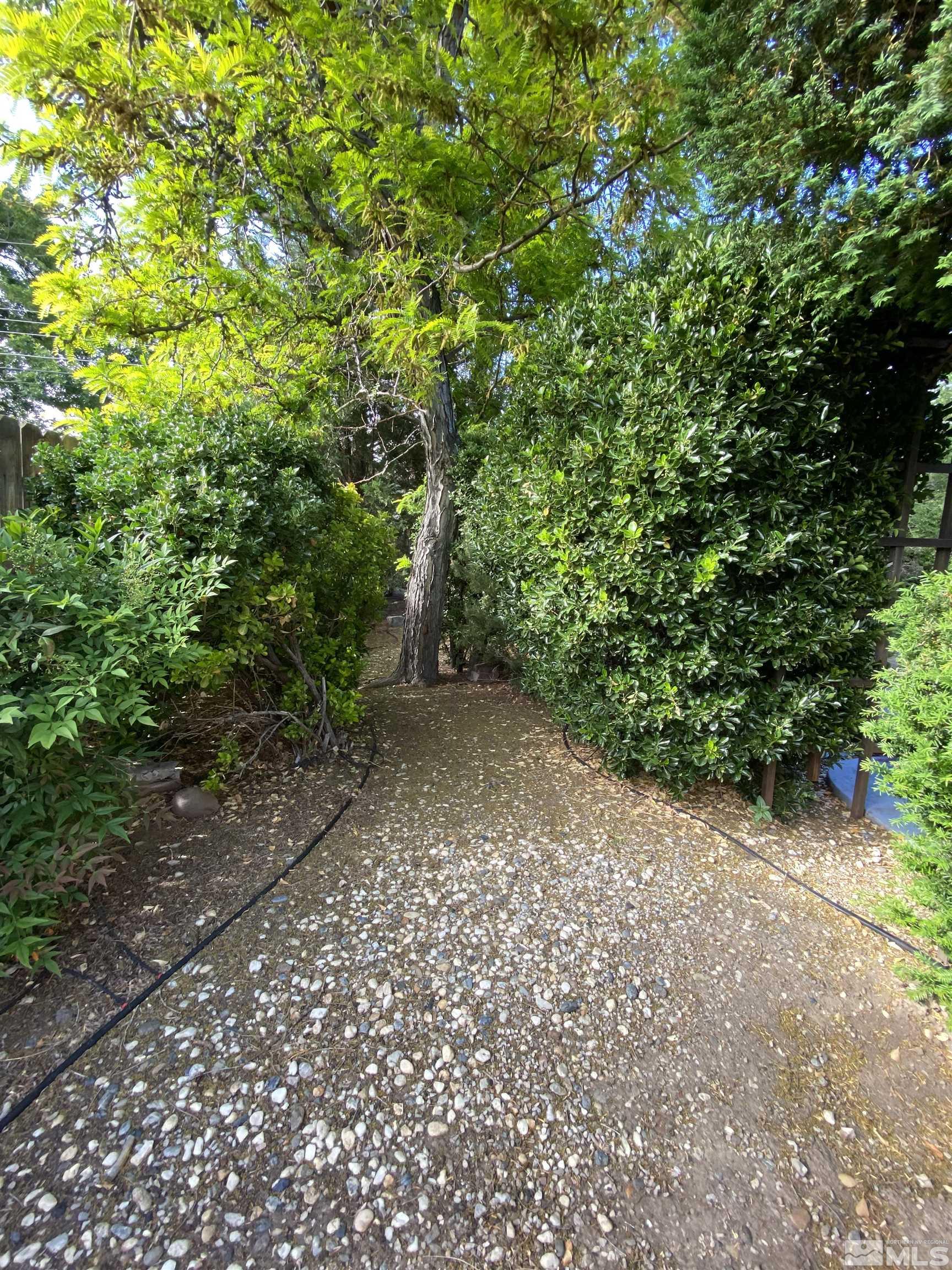 945 West 12th Street Reno, NV 89503 - Photo 27 of 29 a view of a plants with pathway