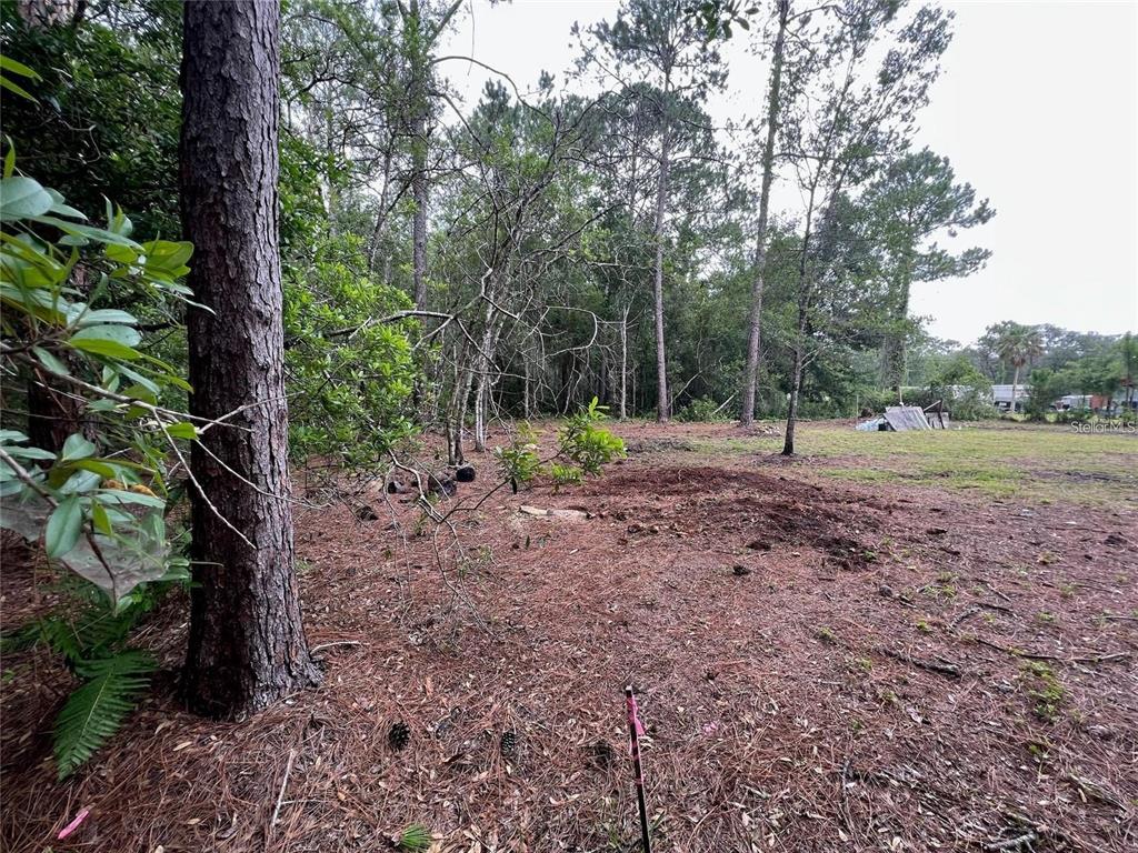 12955 Rio Vista Avenue New Port Richey, FL 34654 - Photo 5 of 9 a view of outdoor space with trees