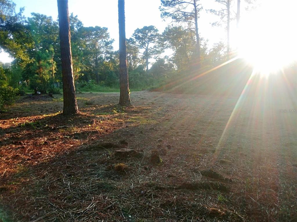 12955 Rio Vista Avenue New Port Richey, FL 34654 - Photo 7 of 9 a view of a yard with trees