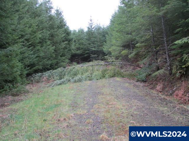0 Rocky Top Road Sweet Home, OR 97386 - Photo 10 of 14