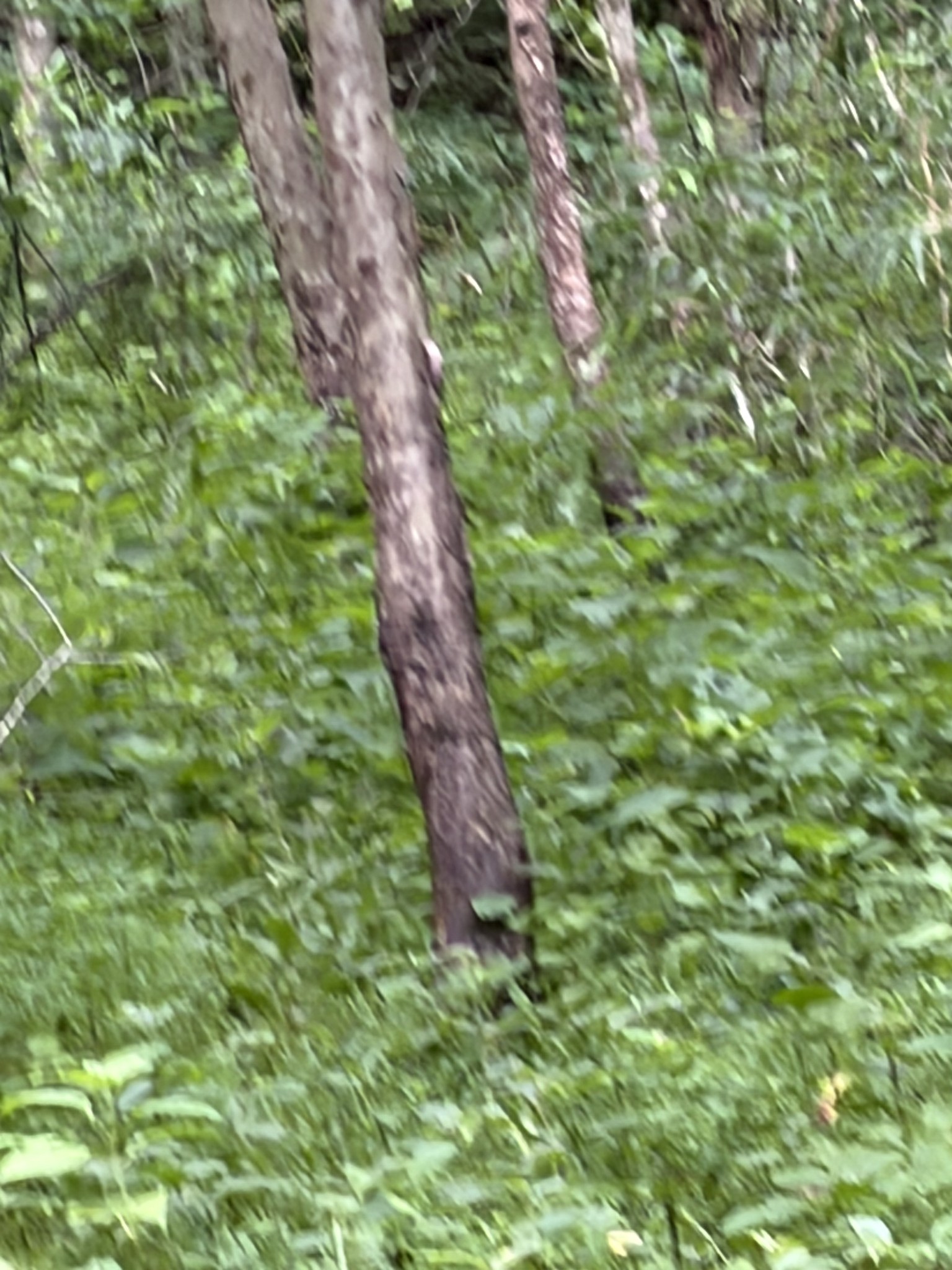 0 Kelso-Smithland Road Kelso, TN 37348 - Photo 21 of 45 a backyard of a house with lots of green space