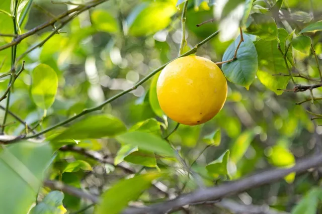 $3,898,000 | 17246 Verdes Robles, Los Gatos, CA 95030