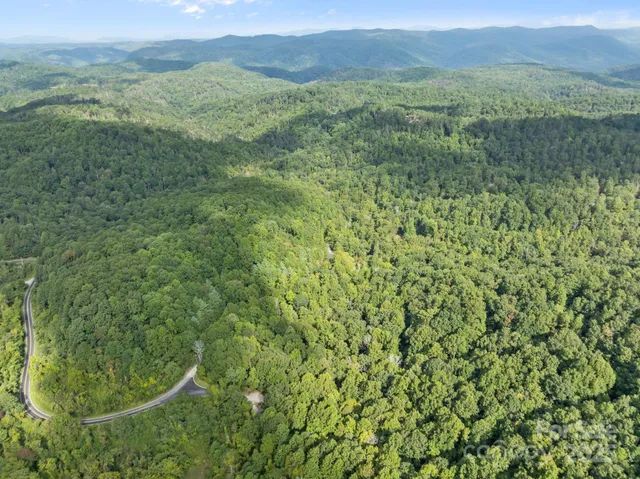 a view of a lush green forest with trees and grass