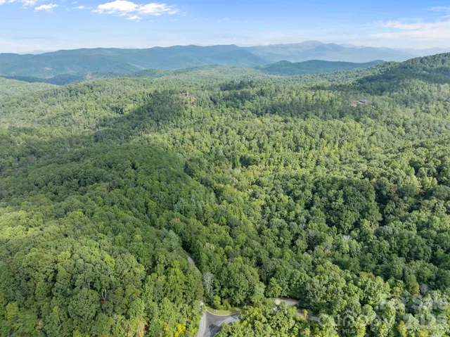 a view of a lush green forest with trees and grass
