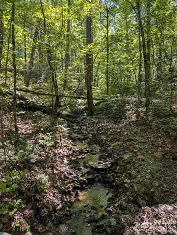 a view of a forest with trees in the background