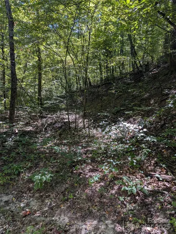 a view of a forest with trees in the background