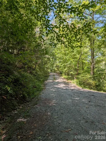 a view of a yard with plants and trees
