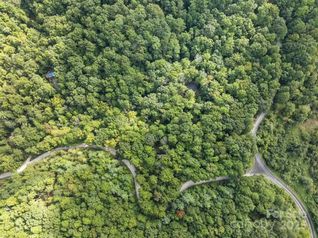 a view of a lush green forest with a tree