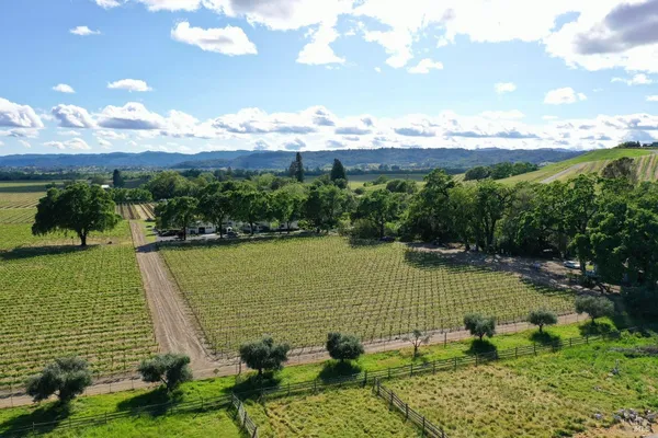 a view of a yard with a tree