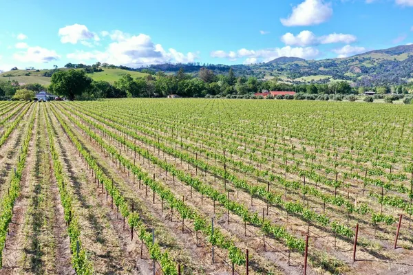 a view of a garden with a lake
