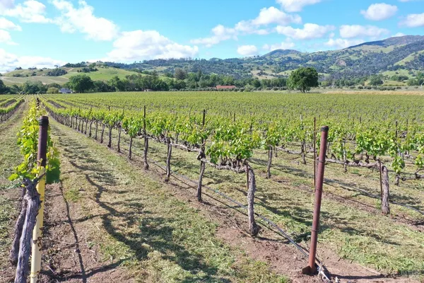 a view of a city with tall trees