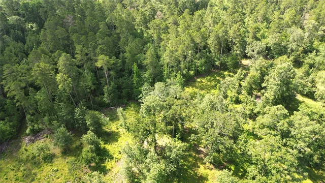 a view of a lush green forest