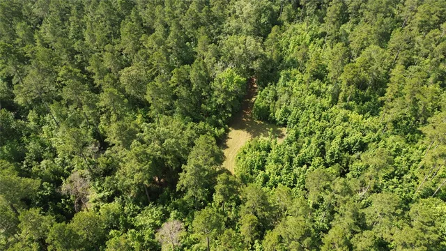 a view of a lush green forest