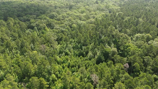 a view of a lush green forest