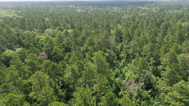 a view of a forest with a street