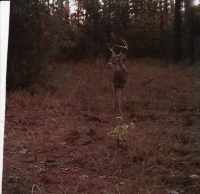 a view of a forest with a tree