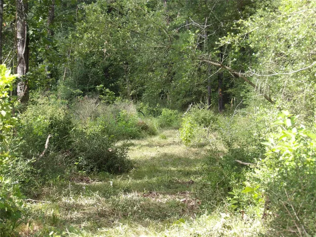 a view of a lush green forest