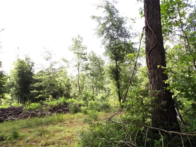 a view of a yard with plants and trees