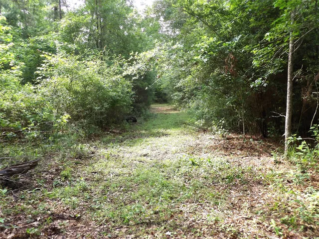 a view of a forest with trees in the background