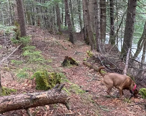 $142,000 | 192 Pingree Park Lane, Unit LOT #4, Londonderry, VT 05148