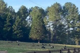 a front view of a house with yard