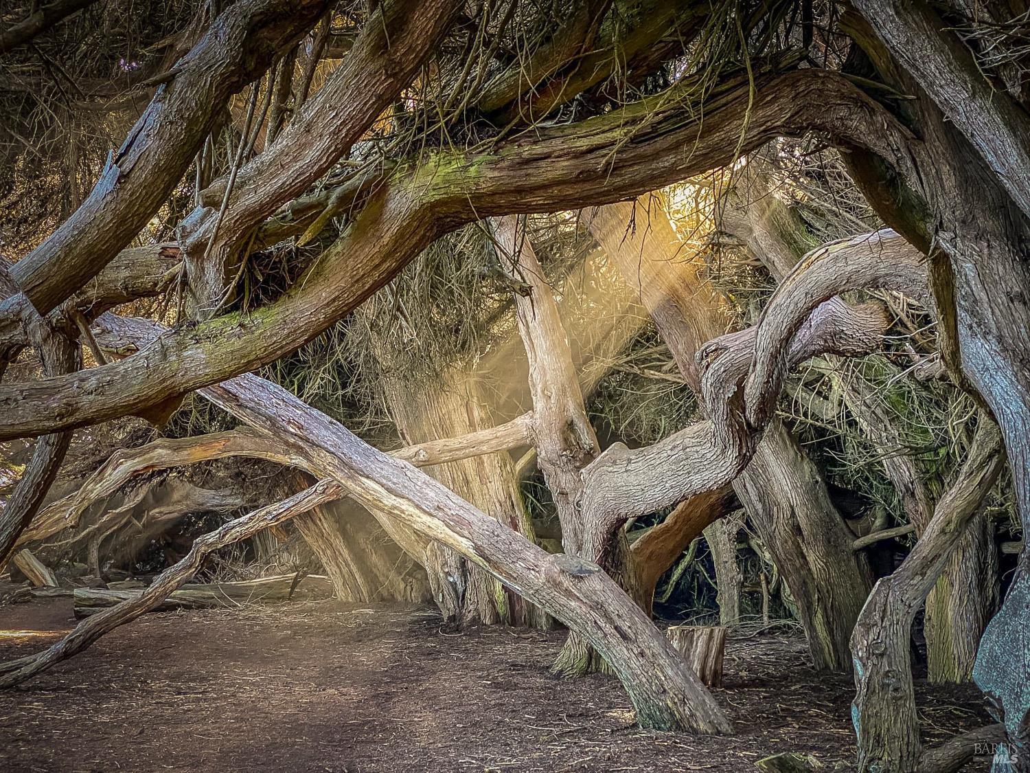 41569 Hatch Way The Sea Ranch, CA 95497 - Photo 43 of 52