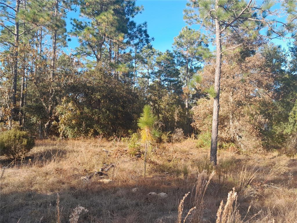 Northeast 10th Street Williston, FL 32696 - Photo 1 of 1 a view of a yard