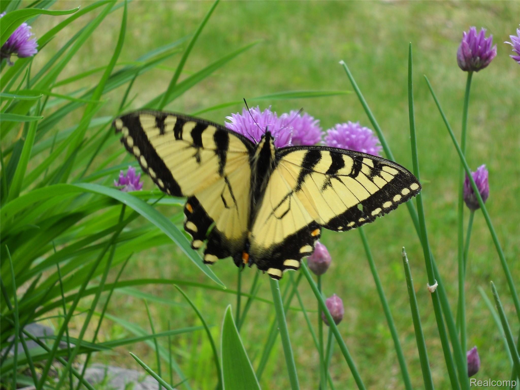 516 Ogemaw Road Rose City, MI 48654 - Photo 15 of 53 butterfly on chives.JPG