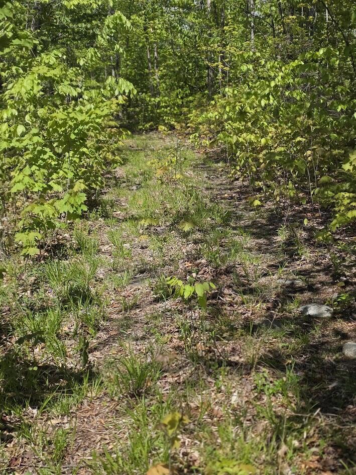 Lot 6 South Treadwell Hill Road Springfield, ME 04487 - Photo 6 of 14 20260526_134333