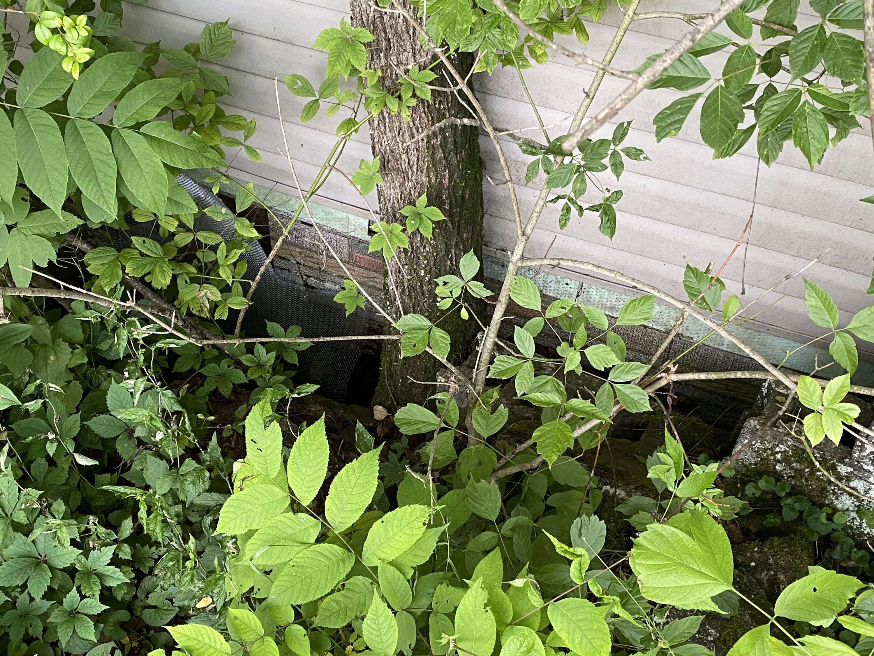 145 Cedar Branch Road Saltville, VA 24370 - Photo 15 of 64 40D2C06E-702F-4610-95FA-CDAD5BFFB667