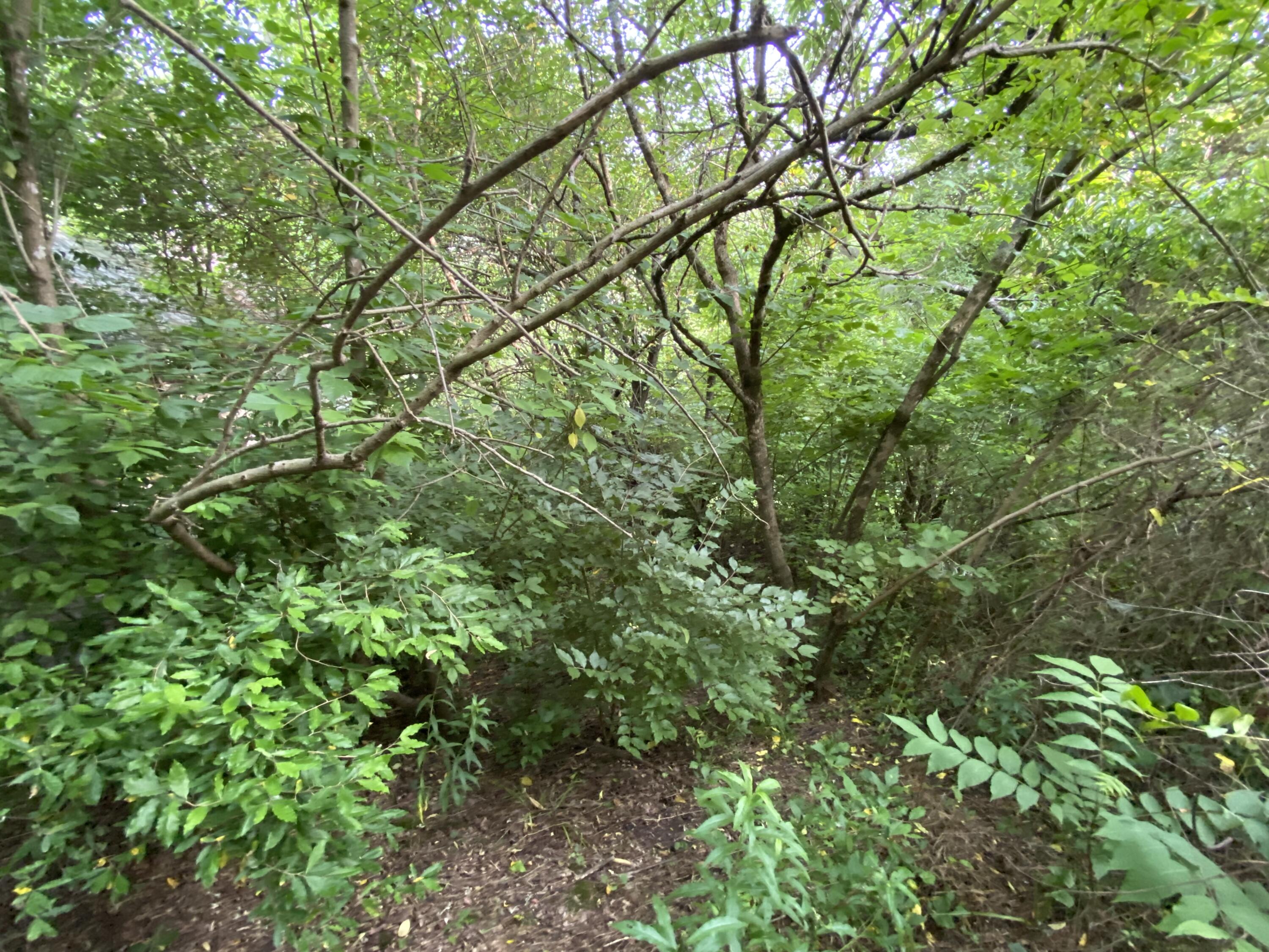 145 Cedar Branch Road Saltville, VA 24370 - Photo 24 of 64 C7BC68F3-7149-4CC2-9993-D82E5F028B31