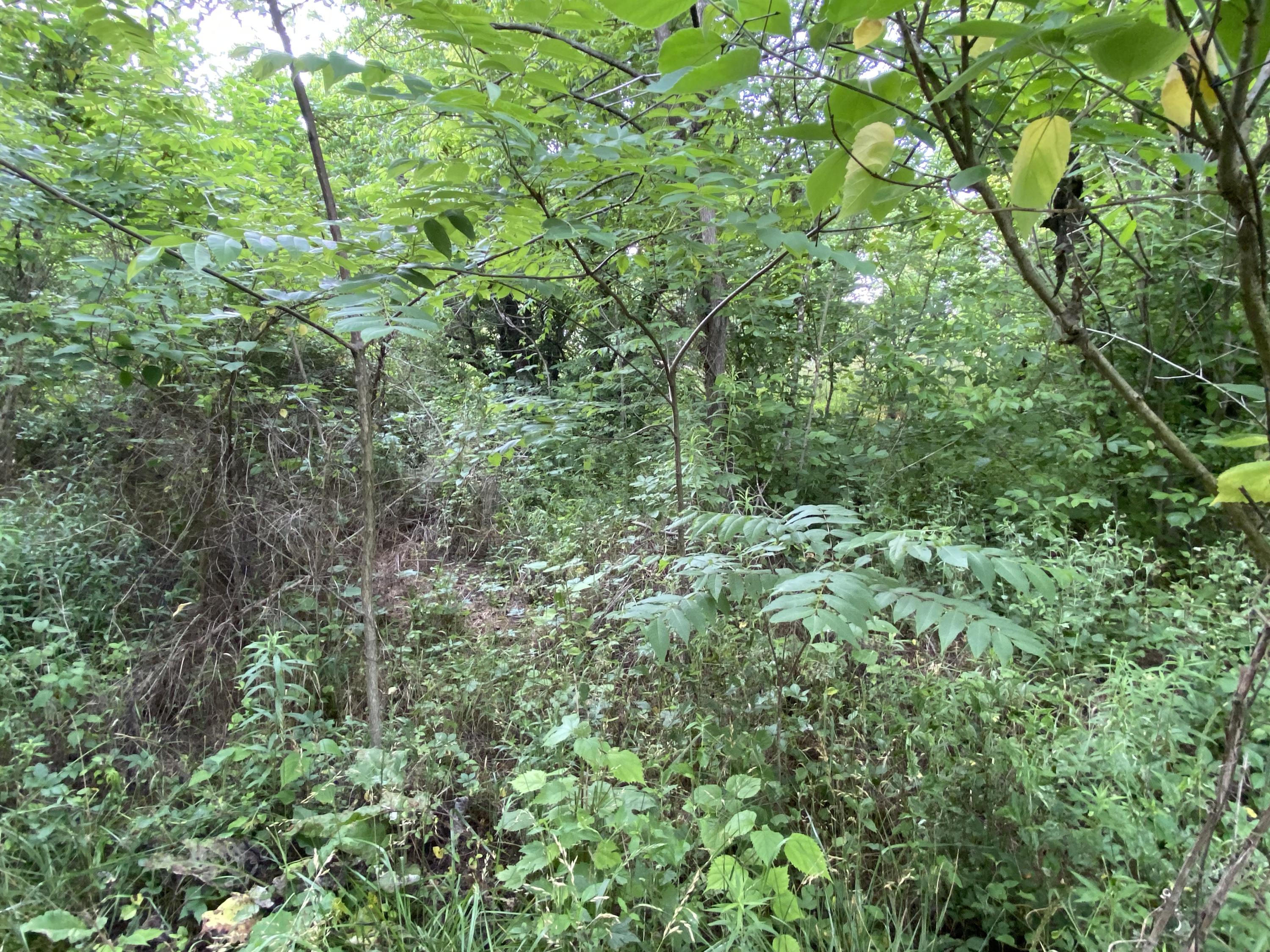 145 Cedar Branch Road Saltville, VA 24370 - Photo 40 of 64 39C91DED-62D4-46B5-A647-677CCAB8CD2C