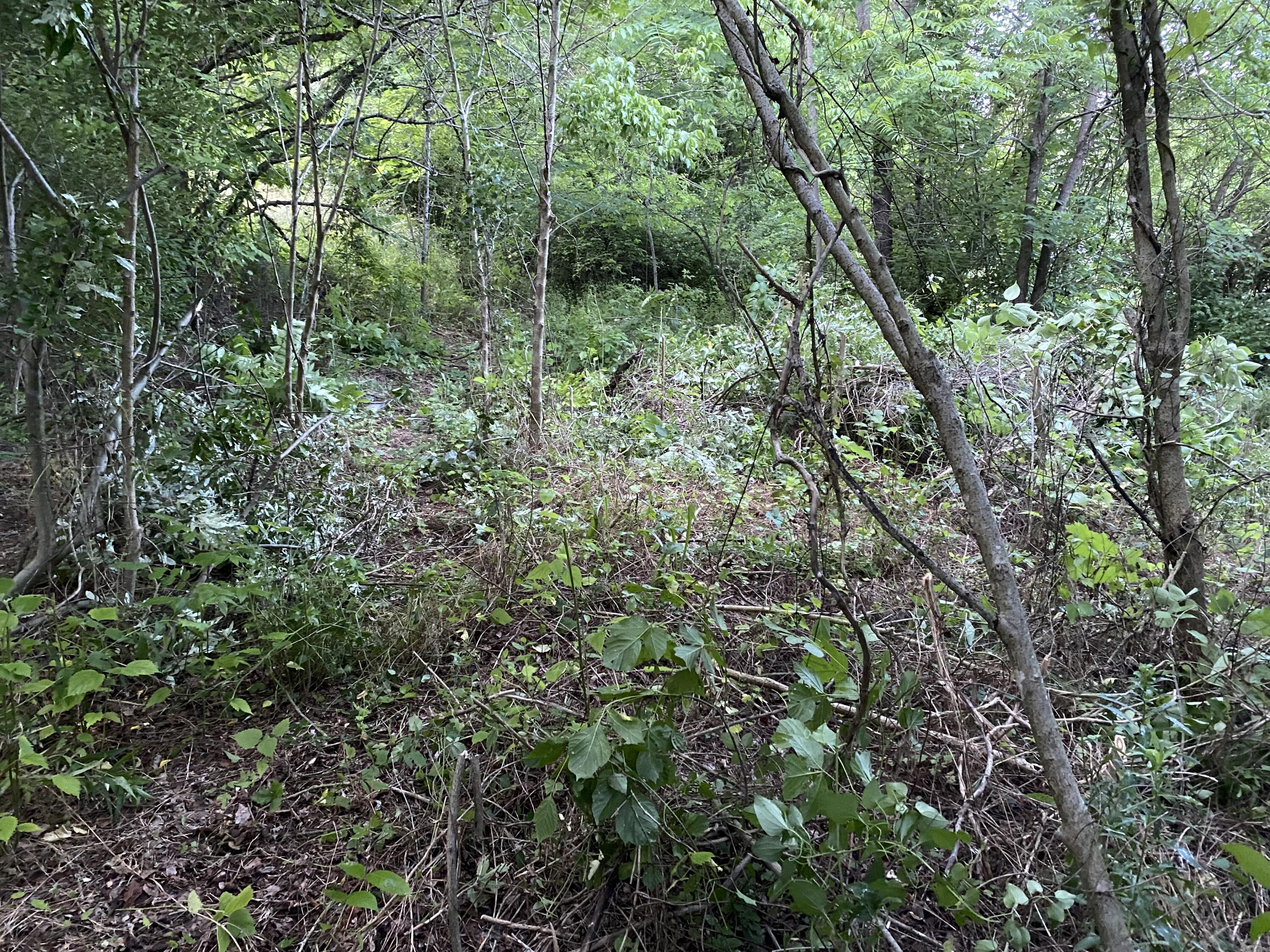 145 Cedar Branch Road Saltville, VA 24370 - Photo 4 of 64 5AF52581-7BCF-4148-9FA4-AE71A49EB1A2