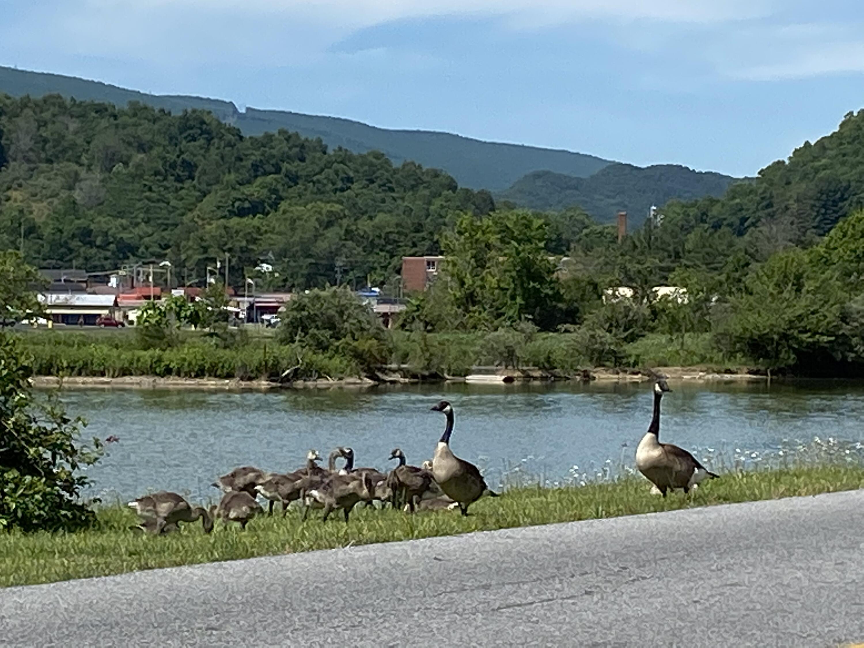 145 Cedar Branch Road Saltville, VA 24370 - Photo 60 of 64 E62FB4B3-8422-4EC3-B7D7-E481EE4DBA98