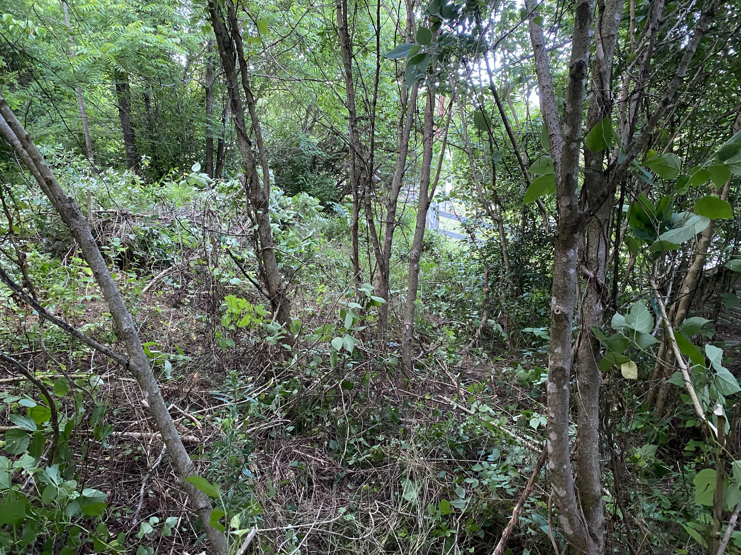 145 Cedar Branch Road Saltville, VA 24370 - Photo 8 of 64 7B8E7880-D89D-4FF4-9205-9FCEF4EE24DB