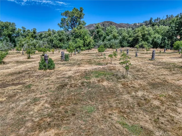 a view of some trees and bushes