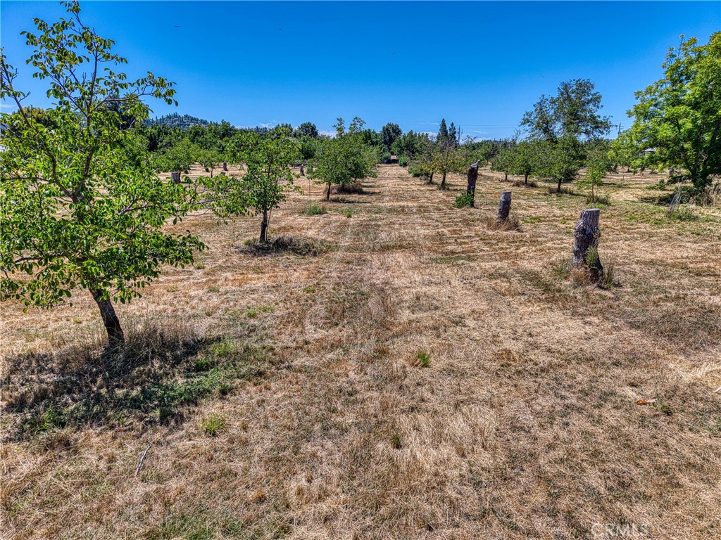 1286 Pitney Lane Upper Lake, CA 95485 - Photo 20 of 31 a view of a dry yard with trees