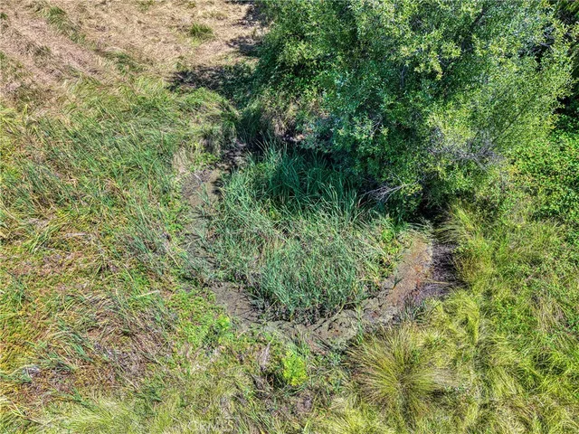 a view of a lush green forest