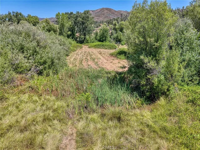 a view of a lush green forest with trees in the background