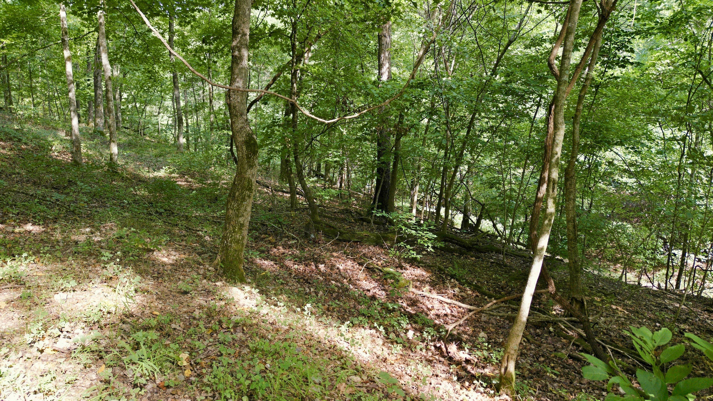 24709 Wolfe Road Washburn, MO 65772 - Photo 46 of 50 44_dji_0031
