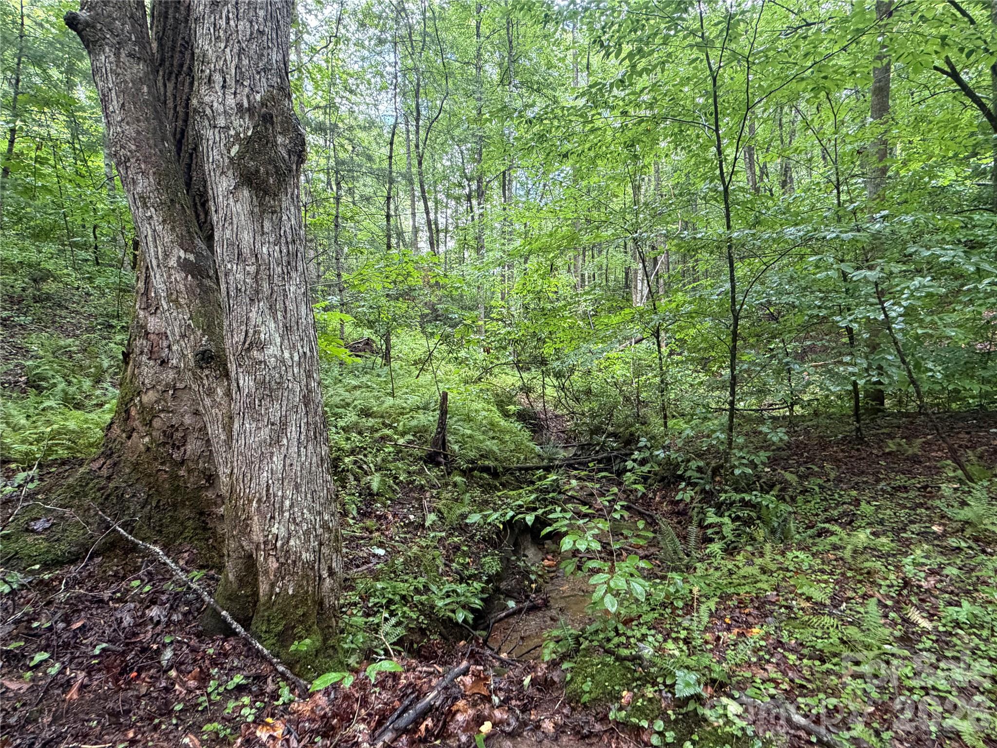 Off Donald McCall Road Balsam Grove, NC 28708 - Photo 15 of 47 Gallery Image 15