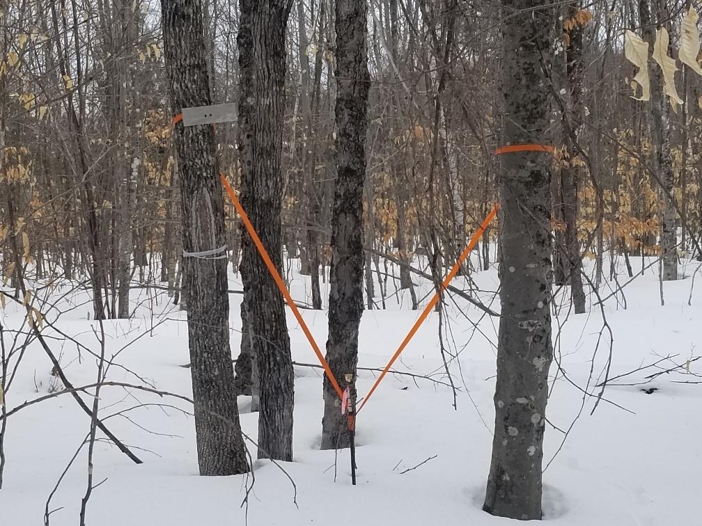 0 Hobbstown Road Milo, ME 04463 - Photo 27 of 30 Northeast boundary pin