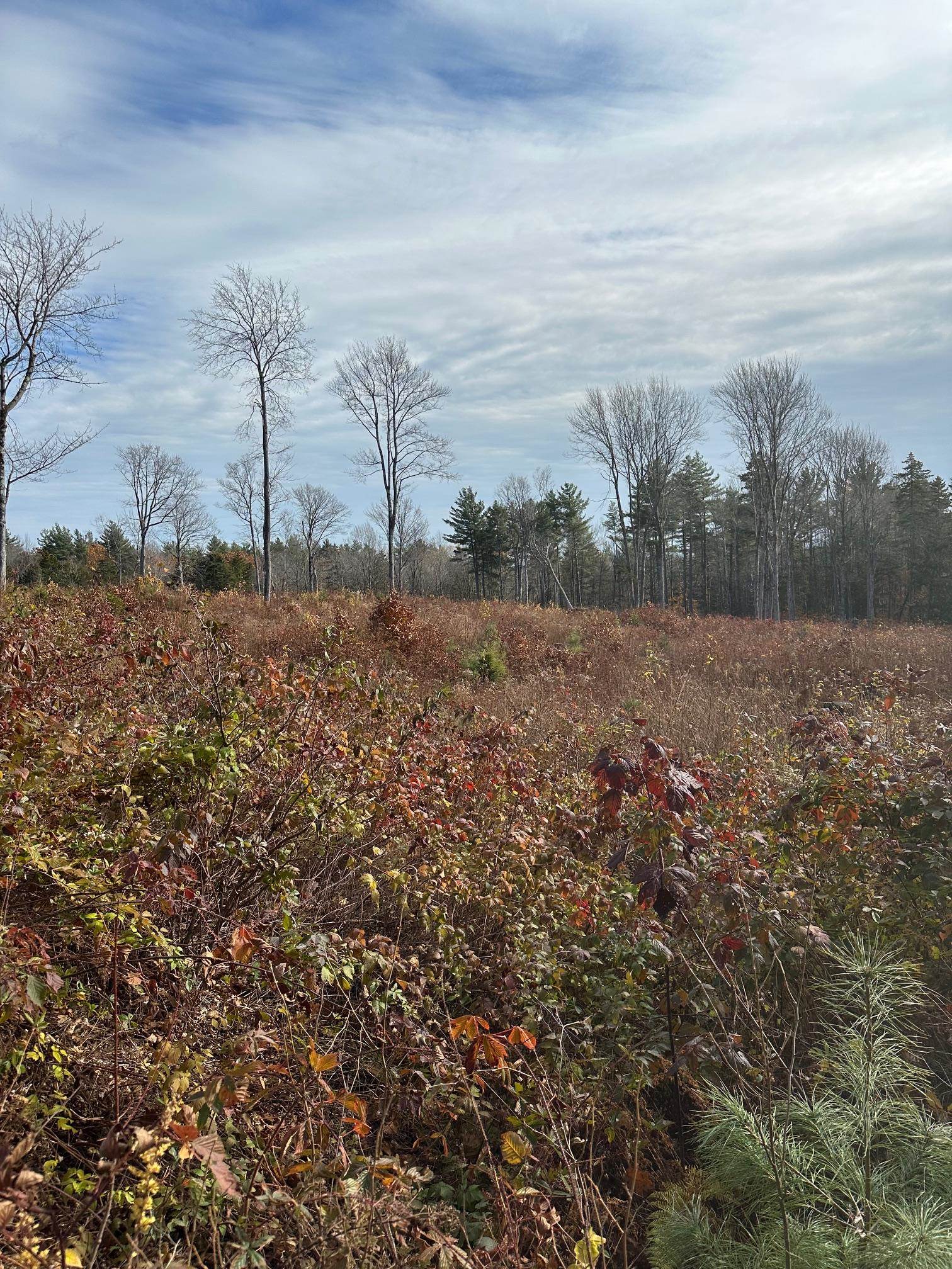 227 Gault Road Wardsboro, VT 05355 - Photo 11 of 12