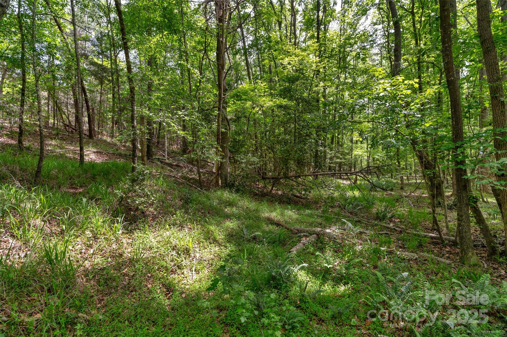 0 Green Road Lancaster, SC 29720 - Photo 11 of 44 a view of a lush green forest