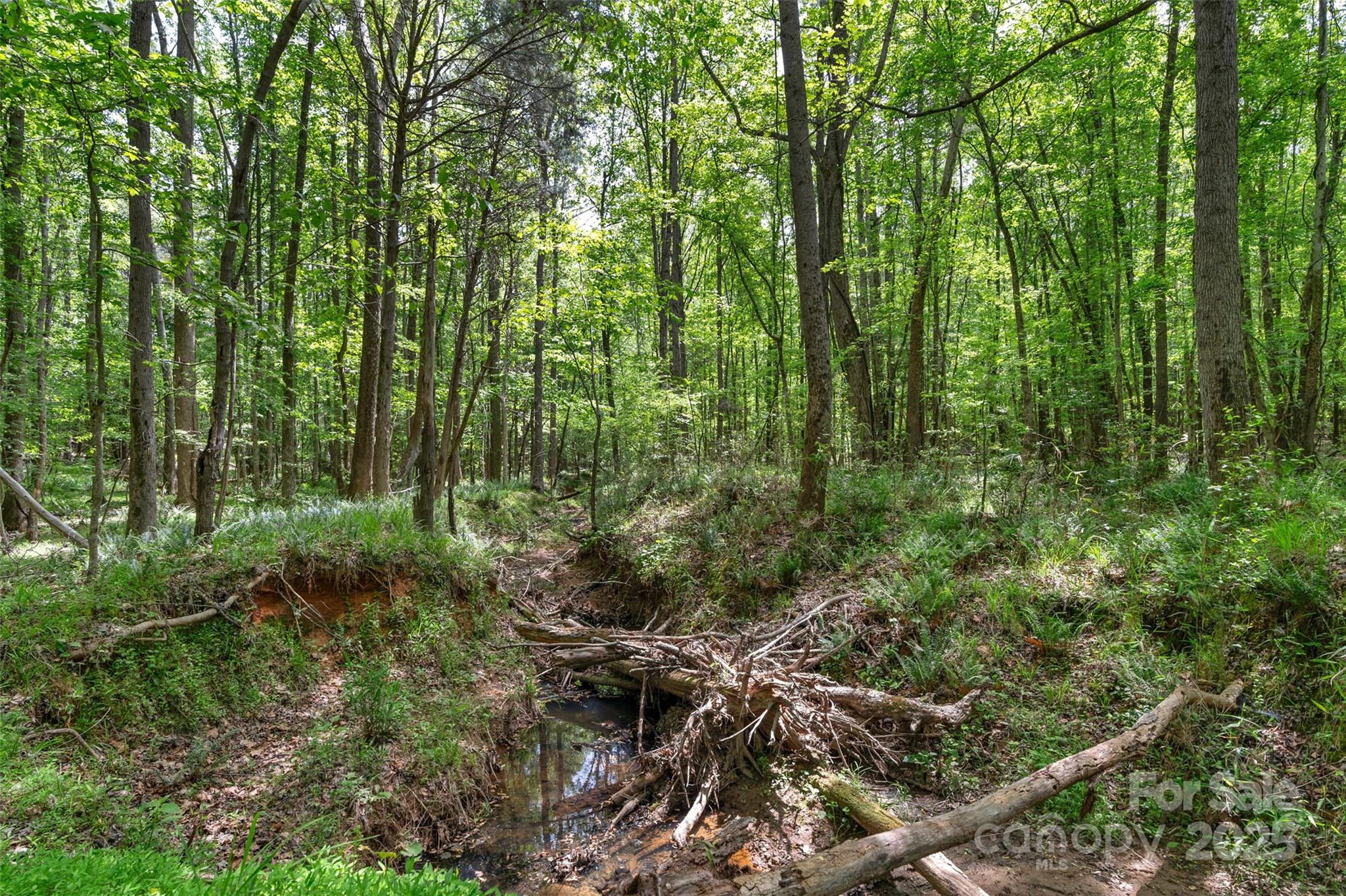 0 Green Road Lancaster, SC 29720 - Photo 15 of 44 a view of a lush green forest